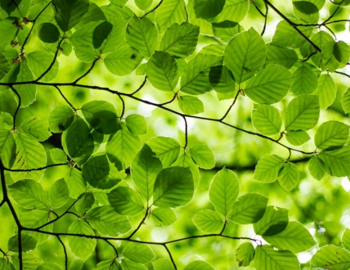 Программа «Пройди диагностику заболеваний горла и гортани» - Санаторий «МЧС» Кисловодск